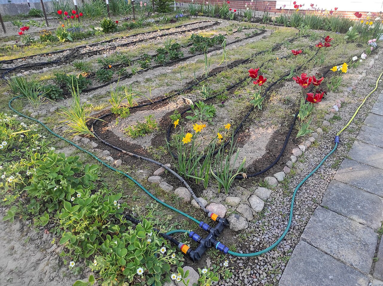 Sistema de irrigação por gotejamento instalado em canteiro de jardim, com mangueiras e gotejadores entre as plantas