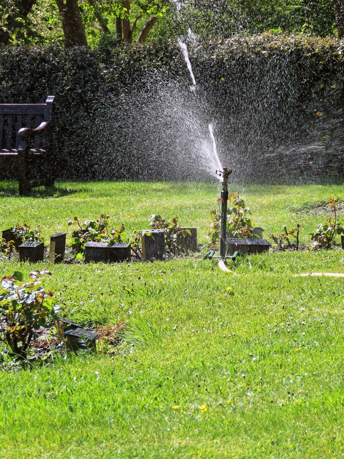 Aspersor de jardim espalhando água sobre um gramado verde