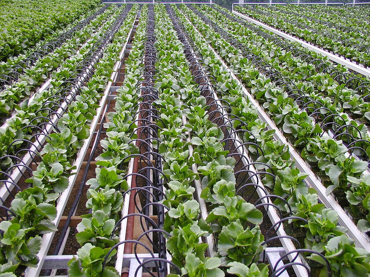 Gotejador de irrigação instalado na ponta de um tubinho, gota a gota na base da planta